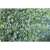 Hedge Panel - Ivy Trio - Artificial Garden Screen