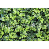 Hedge Panel - Variegated Holly - Artificial Garden Screen